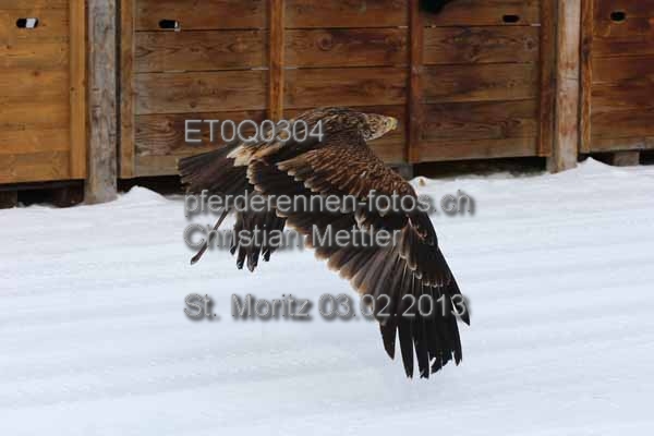 ET0Q0304 prot